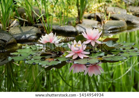 Magic of nature with three pink water lilies or lotus flowers Marliacea Rosea after rain. Nympheas with water drops are reflected in dark pond water with beautiful bright green plants. Selective focus Royalty-Free Stock Photo #1414954934