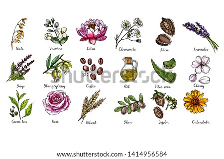 Natural cosmetics and medicine. A set of herbs and flowers painted black line on a white background. Vector sketch of botany. Chamomile, shea, lavander, oil, aloe vera, cherry, jojoba, calendula Royalty-Free Stock Photo #1414956584