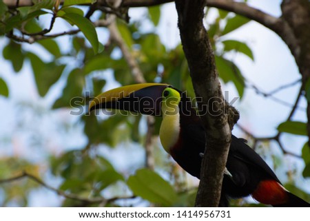Toucan on branch of tree in rainforest Osa Peninsula Costa Rica