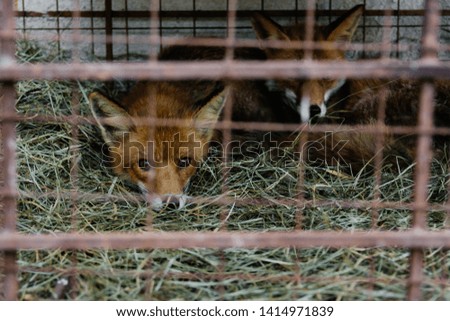 animal fox in a zoo cage