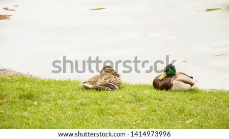 Wild ducks, drake, bird, wild bird, small bird, duck on the lake, leader, summer, vacation, season, travel, pond, park, recreation area, relax, nature