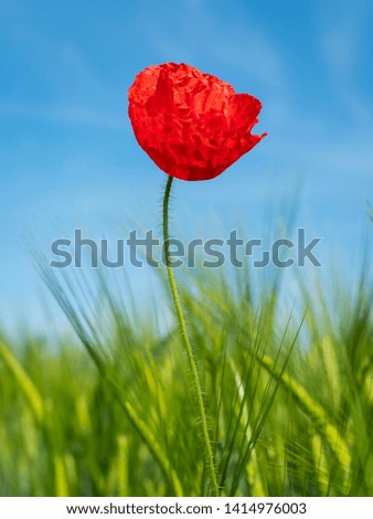 Poppy flower red color on green background