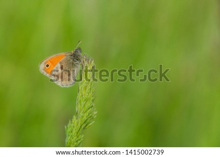 A small orange and brown butterfly with a black dot, a small heath, sitting on a top of grass. Sunny summer day in nature. Blurry green background with copy space.
