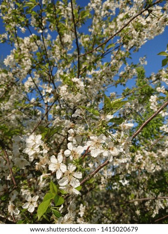 Cherry tree blossom close up