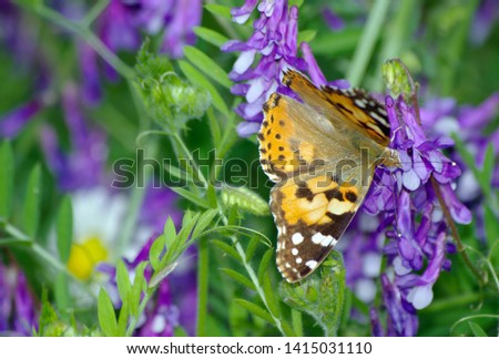 beautiful butterfly painted lady on flowers.
