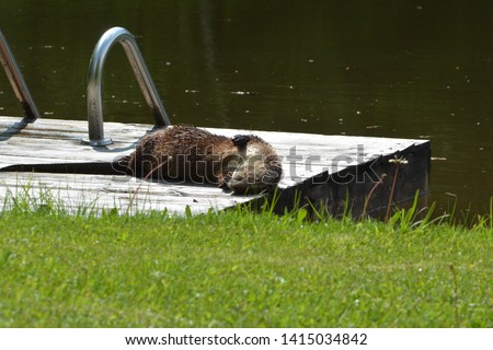 North American River Otter on back yard pond