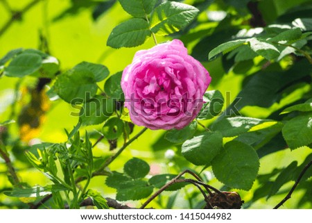 Pink rose in the garden. Blooms. Portrait.
