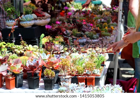 Potted rare flowers in pots at the fair for sale on the racks, selective focus.