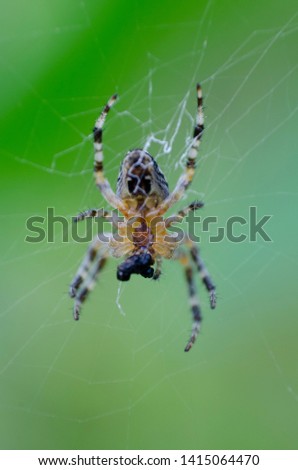Araneus diadematus making a net. Commonly called as European garden spider, diadem spider, orangie, cross spider and crowned orb weaver, sometimes called the pumpkin spider. soft focus, blurred green