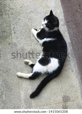 Cat on the ground in summer