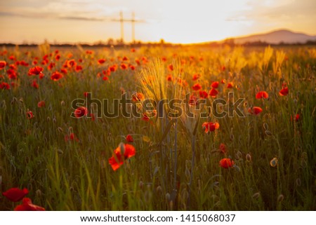field with red flowering poppies against a bright sunny sky