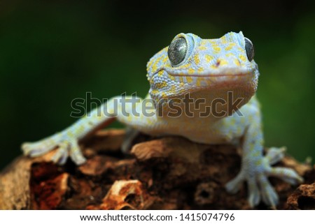 Tokay gecko albino closeup face, animal closeup