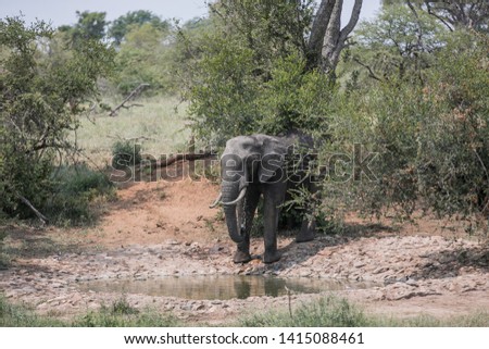 Elephants in the kruger national park