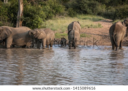 Elephants at a watering hole in the Kruger at sunrise
