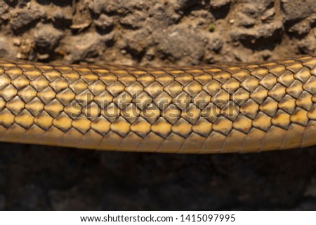 Scales on the body of the snake. Reptile skin textures. Caspian whipsnake (caspius) also known as the large whipsnake (among various other species in genus Dolichophis/Coluber).