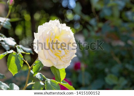 Outdoor spring white rose, rose flowers, flower core close-up