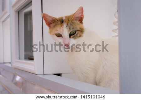 A cat pictures in Santorini.