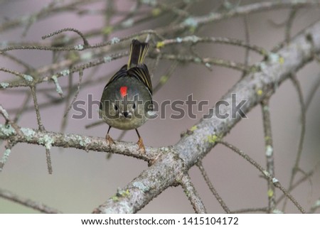  Male Ruby-crowned Kinglet in spring