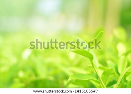 The Nature view of Green Leaf on blurred greenery background in park with put copy space area for text using as background natural green