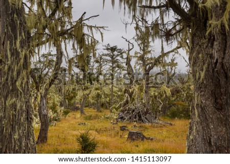 Lichen-covered Antarctic beech (Nothofagus sp.) forests near Ushuaia, Argentina Royalty-Free Stock Photo #1415113097