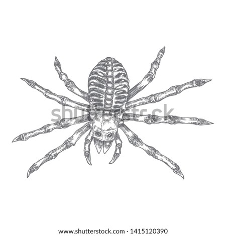 Black spider close up, big scary spider isolated, poisonous insect , arachnophobia background, drawing tattoo design. Drawn witchcraft, voodoo magic attribute. Illustration for Halloween. Vector.