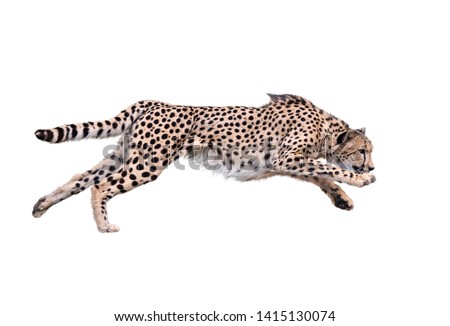 Image of running cheetah ,Isolated on white Background Royalty-Free Stock Photo #1415130074