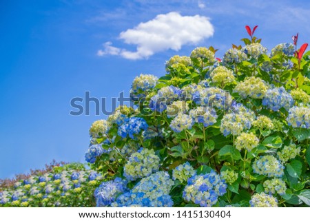 Blue sky and hydrangea in early summer