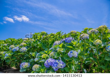 Blue sky and hydrangea in early summer