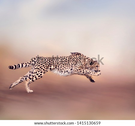 Image of young running cheetah 
