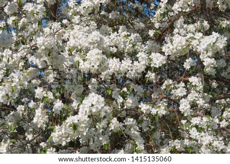 Shot of blooming apple tree crown with white flowers. Apple-tree in bloom. Natural Spring flower floral backgound
