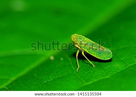 A aphid on leaf in nature