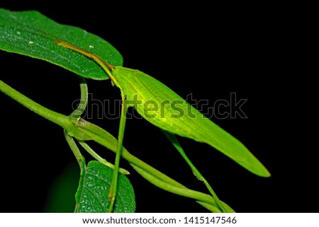A green grasshopper on leaf in nature