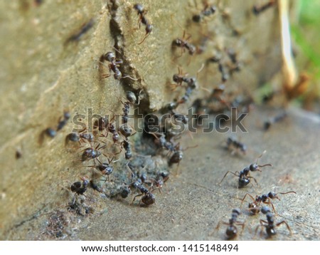 Close-up black ants in the nature. Macro shot insect. Selective focus