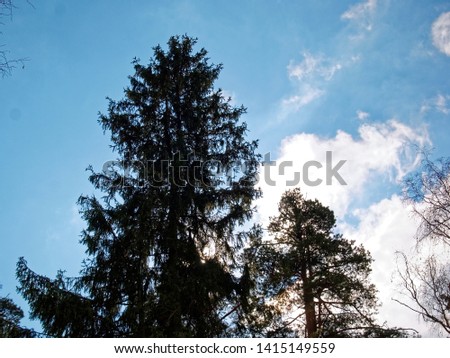 fir tree in winter on a background of blue, Moscow
