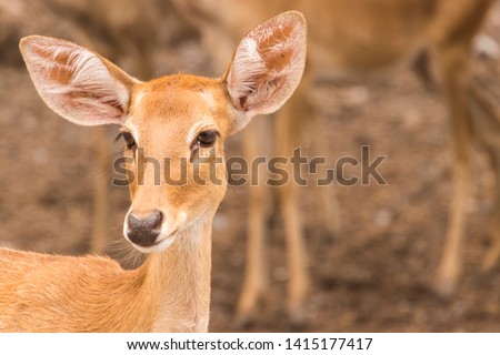 Portrait of eld’s deer in the zoo