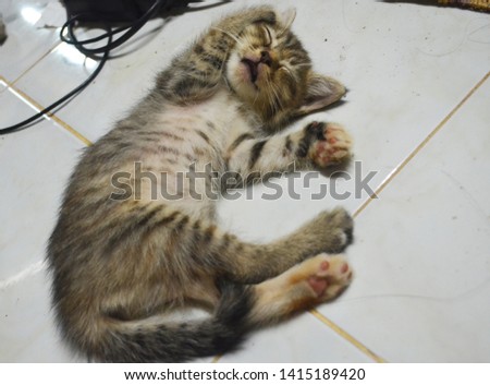 Cute kitten, looking like white tiger, being asleep deeply and sound, showing her belly, on the floor while raising two front legs up on holiday 