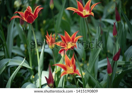 Tulip flower. The Latin name is Tulipa. On the background of green foliage. Close-up. The background is blurred. Bokeh. Beautiful desktop wallpaper.