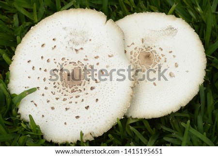 Two large mushrooms in the winter gardens of Miraflores in the capital city of Lima-PERU