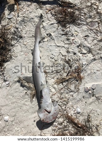 Underside of hammerhead shark on beach
