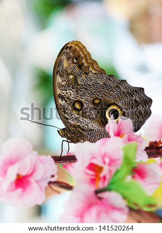 Close-up blue morpho butterfly in Flowers/Butterfly in nature/Butterfly in nature
