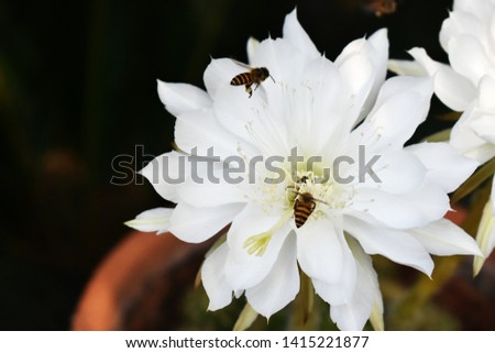 Pure white flowers bloom on green cactus trees. Many bees fly over these flowers and some are in these flowers. This is a picture on a dark colored background in the garden.