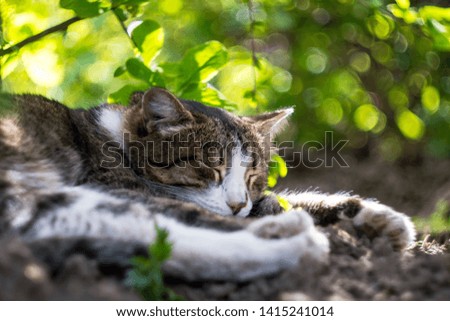 domestic cat is lying on the grass in the sunshine with a beautiful green background. portrait of domestic cat.