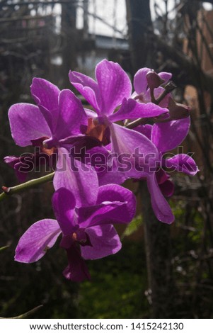Purple orchid in the garden.