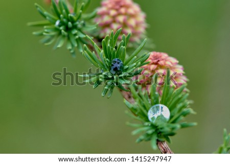 Larch buds in early spring after rain grass background. - Image