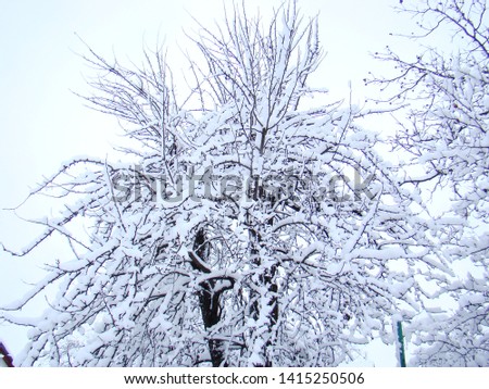Tree in the snow. Tree branches in the snow. Photo of a tree in the snow.