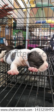 Portrait​ an​ adorable​ puppy american bully​ sleeping​