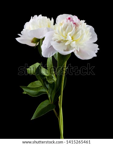White flowers of peonies isolated on black background close up