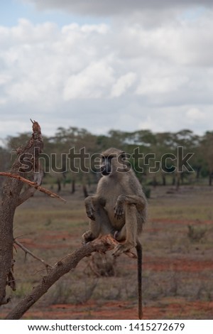 Wild monkey. African wildlife, Kenya. Africa.