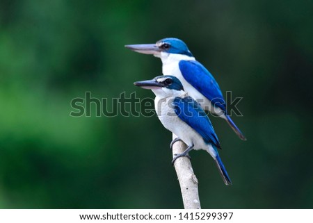 Collared kingfisher Couple  (Todiramphus chloris) bright blue and white bird perching on branch over green background, Image