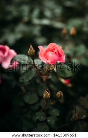 Photo of closeup pink rose with water drops and dark green leaves growing in garden with shallow Depth of Field.